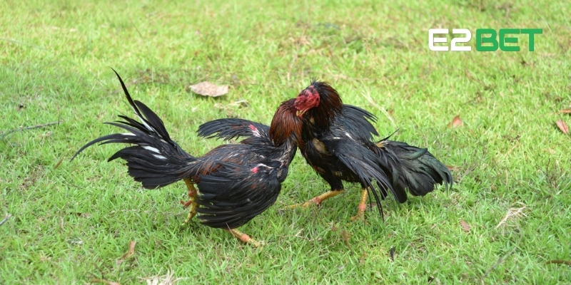 Đá Gà Campuchia – Nổ Kèo Mạnh, Thắng Lớn Mỗi Ngày Tại E2BET 3 Trận đấu gay cấn phát trực tiếp khiến người xem không rời mắt