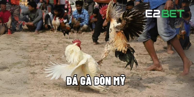Đá Gà Đòn Mỹ - Trận Đấu Kịch Tính Thưởng Lớn Mỗi Ngày Tại E2BET 1 Đá gà đòn Mỹ