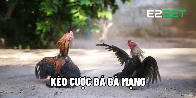 Kèo Cược Đá Gà Mạng - Đấu Trường Nảy Lửa Thưởng Đỉnh Cao Tại E2BET 1 Kèo cược đá gà mạng