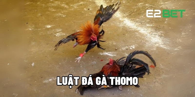 Luật Đá Gà Thomo - Hướng Dẫn Cược Để Thắng Lớn Mỗi Ngày Cùng E2BET 1 Luật đá gà Thomo